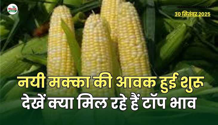 नयी मक्का की आवक हुई शुरू | देखें क्या मिल रहे हैं टॉप भाव