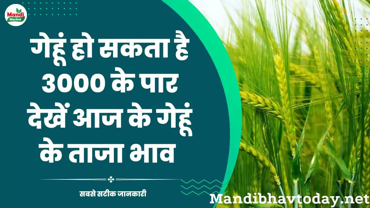 गेहूं हो सकता है 3000 के पार देखें आज के गेहूं के ताजा भाव 15 nov 2022