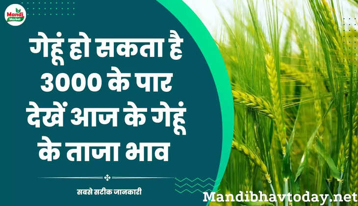 गेहूं हो सकता है 3000 के पार देखें आज के गेहूं के ताजा भाव  15 nov 2022