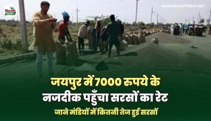 सरसों images