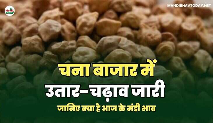 जानिए क्या है आज के मंडी भाव