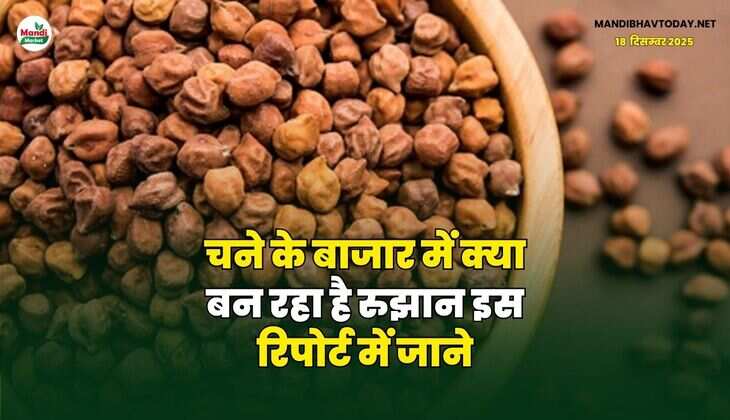 चने के बाजार में क्या बन रहा है रुझान इस रिपोर्ट में जाने