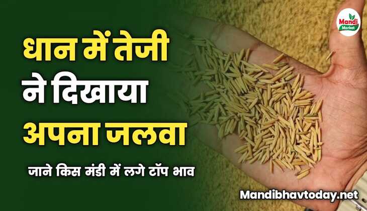 धान में तेजी ने दिखाया अपना जलवा | जाने किस मंडी में लगे टॉप भाव