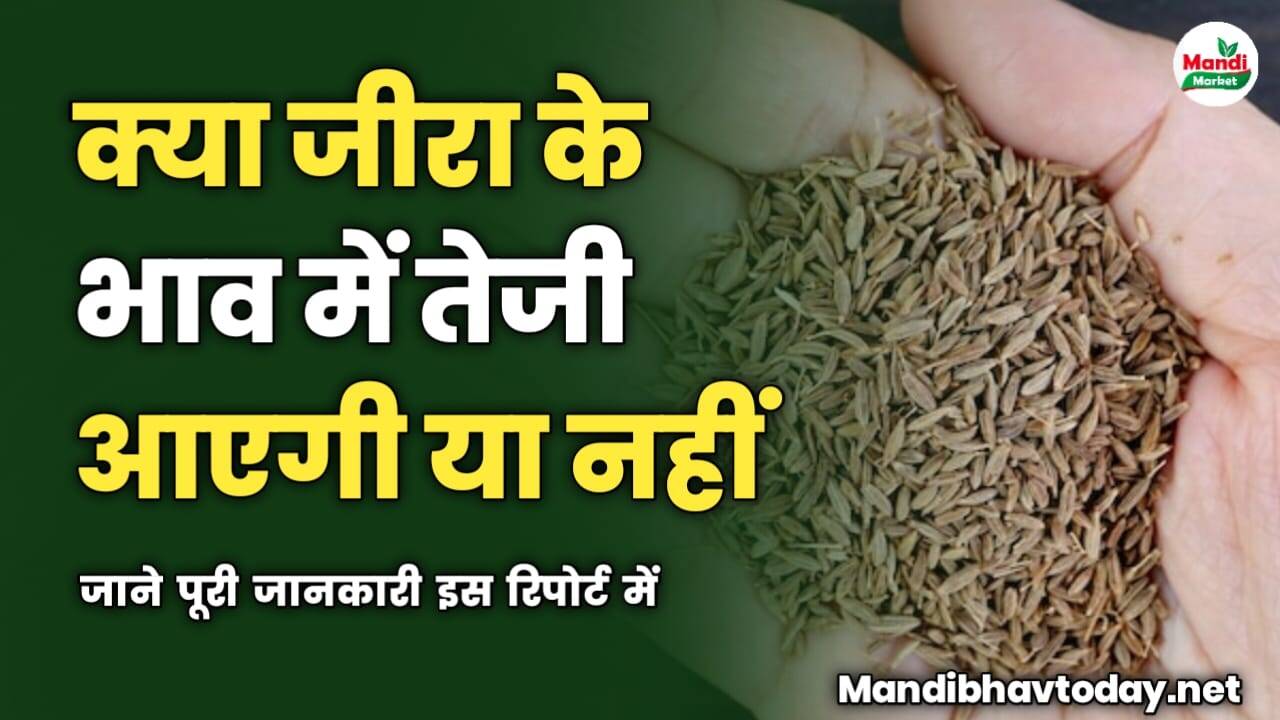 क्या जीरा के भाव में तेजी आएगी या नहीं | जाने पूरी जानकारी इस रिपोर्ट में