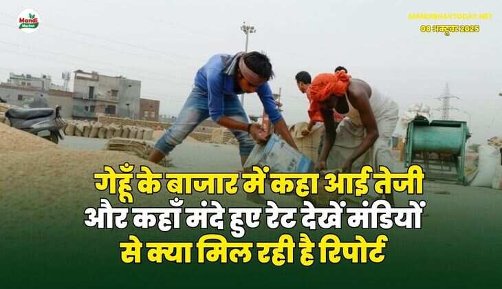 गेहूँ के बाजार में कहा आई तेजी और कहाँ मंदे हुए रेट | देखें मंडियों से क्या मिल रही है रिपोर्ट