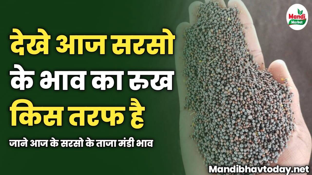 देखे आज सरसो के भाव का रुख किस तरफ है | जाने आज के सरसो के ताजा मंडी भाव