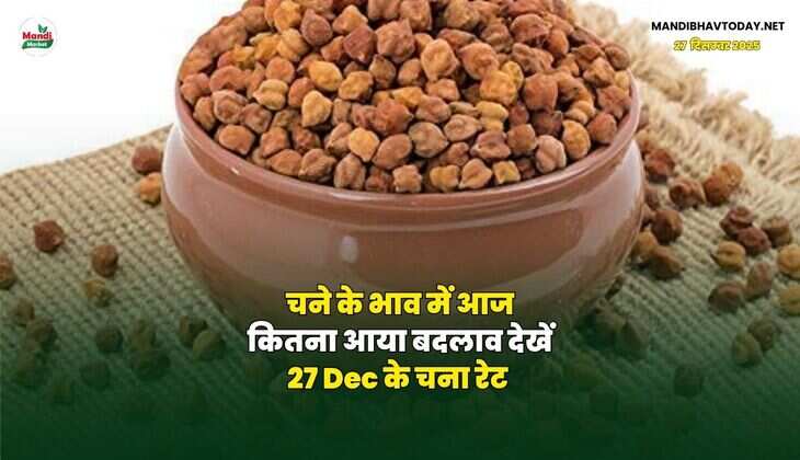 चने के भाव में आज कितना आया बदलाव | देखें 27 Dec के चना रेट