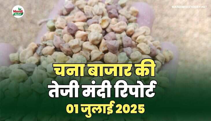 चना बाजार की तेजी मंदी रिपोर्ट -01  जुलाई 25