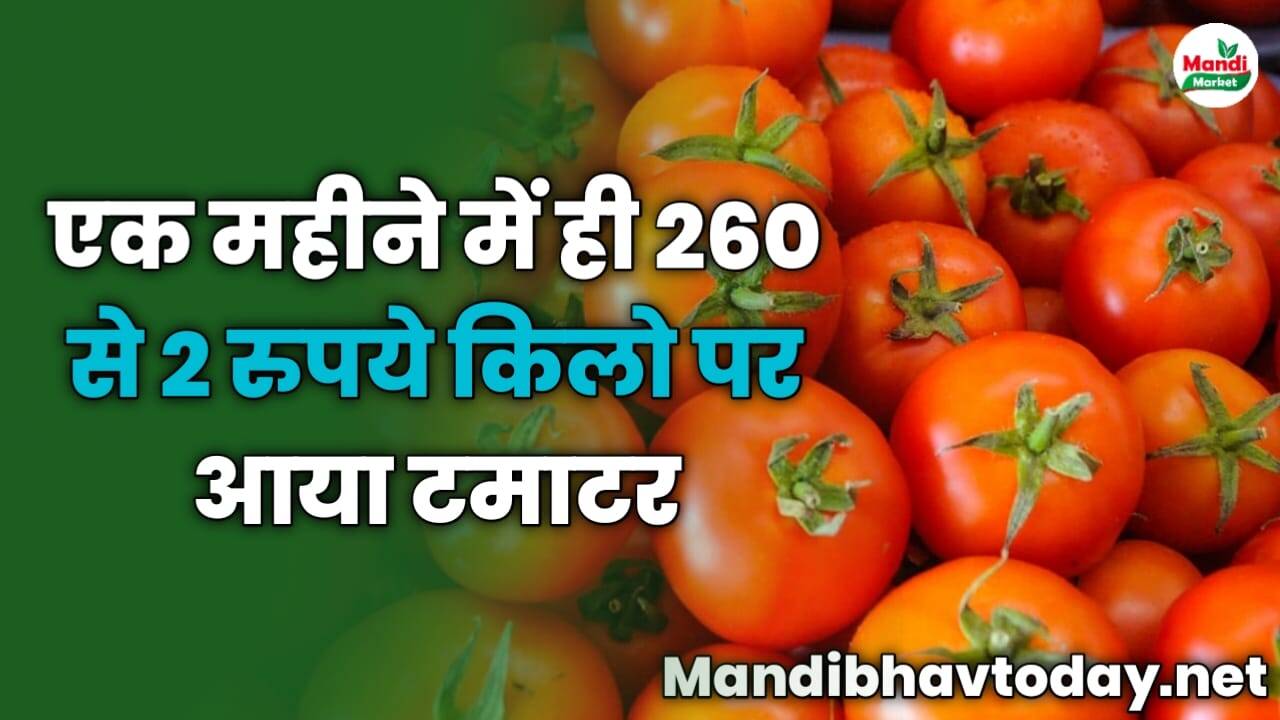 एक महीने में ही 260 से 2 रुपये किलो पर आया टमाटर | किसान सड़क पर फेंकने को मजबूर