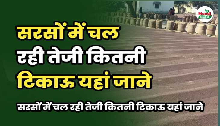 सरसो में चल रही तेजी कितनी है टिकाऊ | देखे सरसो की तेजी मंदी रिपोर्ट 20 मार्च 2025 