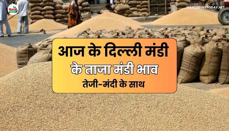 आज के दिल्ली मंडी के ताजा मंडी भाव | Delhi Mandi Ke Bhav 20 May 25 