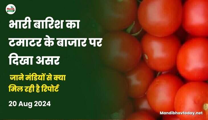 भारी बारिश का टमाटर के बाजार पर दिखा असर | जाने मंडियों से क्या मिल रही है रिपोर्ट