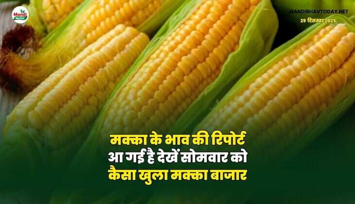 मक्का के भाव की रिपोर्ट आ गई है | देखें सोमवार को कैसा खुला मक्का बाजार