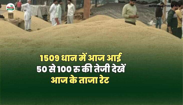 1509 धान में आज आई 50 से 100 रु की तेजी देखें आज के ताजा रेट 