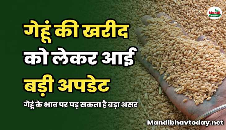 Wheat Market Report : गेहूं की खरीद को लेकर आई बड़ी अपडेट | गेहूं के भाव पर पड़ सकता है बड़ा असर