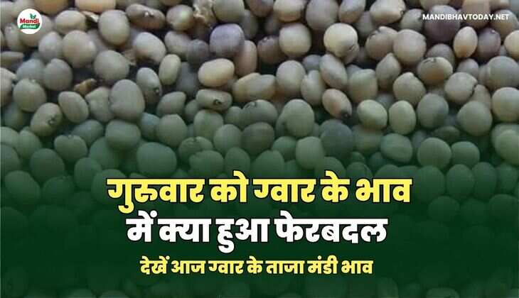 गुरुवार को ग्वार के भाव में क्या हुआ फेरबदल | देखें आज ग्वार के ताजा मंडी भाव तेजी मंदी के साथ