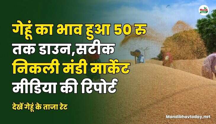 देखें गेहूं के ताजा रेट