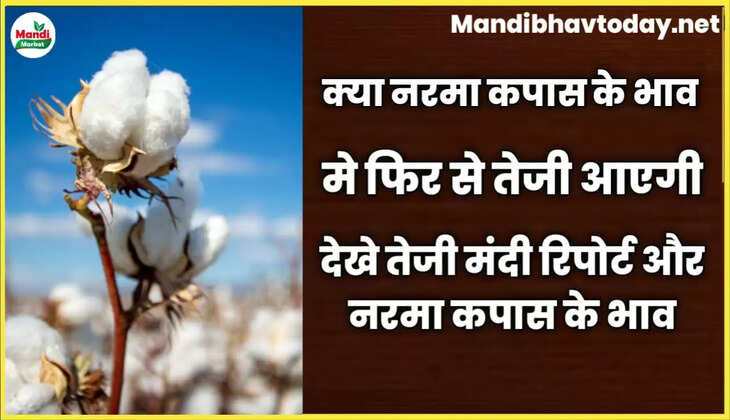 क्या नरमा कपास के भाव में फिरसे तेजी आएगी देखे तेजी मंदी रिपोर्ट और नरमा कपास के भाव 