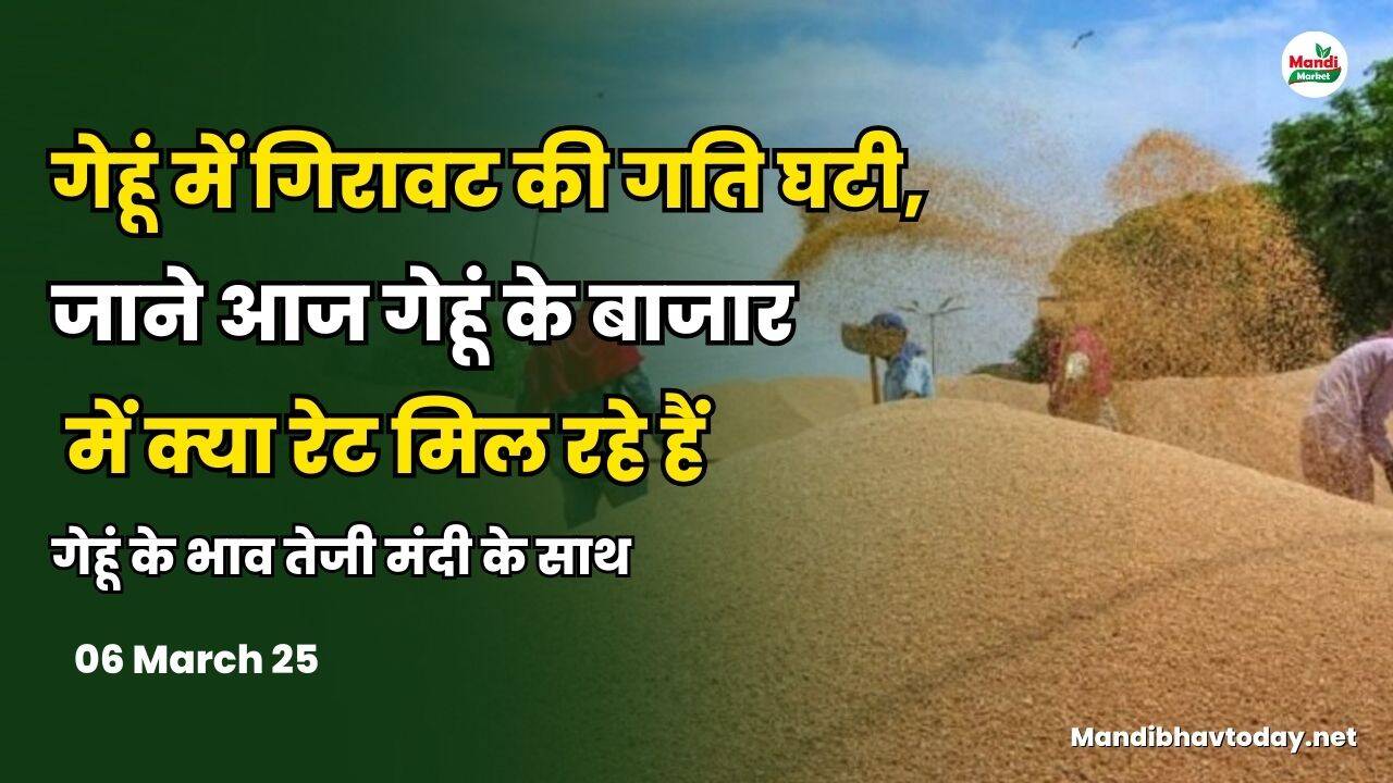 गेहूं में गिरावट की गति घटी | जाने आज गेहूं के बाजार में क्या रेट मिल रहे हैं | गेहूं के भाव तेजी मंदी के साथ 06 March 25
