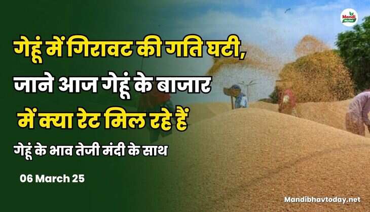 गेहूं में गिरावट की गति घटी | जाने आज गेहूं के बाजार में क्या रेट मिल रहे हैं | गेहूं के भाव तेजी मंदी के साथ 06 March 25