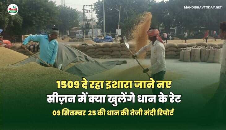 1509 दे रहा इशारा जाने नए सीज़न में क्या खुलेंगे&nbsp;धान&nbsp;के&nbsp;रेट