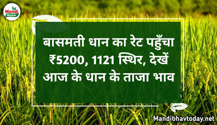 बासमती धान का रेट पहुँचा ₹5200, 1121 स्थिर, देखें आज के धान के ताजा भाव 05 November 2022