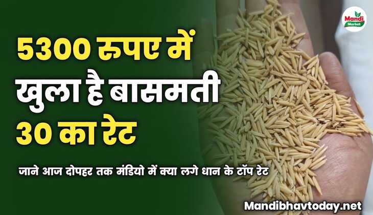 5300 में खुला है बासमती 30 का रेट | जाने आज दोपहर तक मंडियो में क्या लगे धान के टॉप रेट