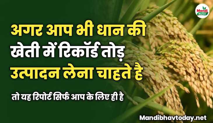 अगर आप भी धान में रिकॉर्ड तोड़ उत्पादन लेना चाहते है, तो यह रिपोर्ट सिर्फ आप के लिए ही है  