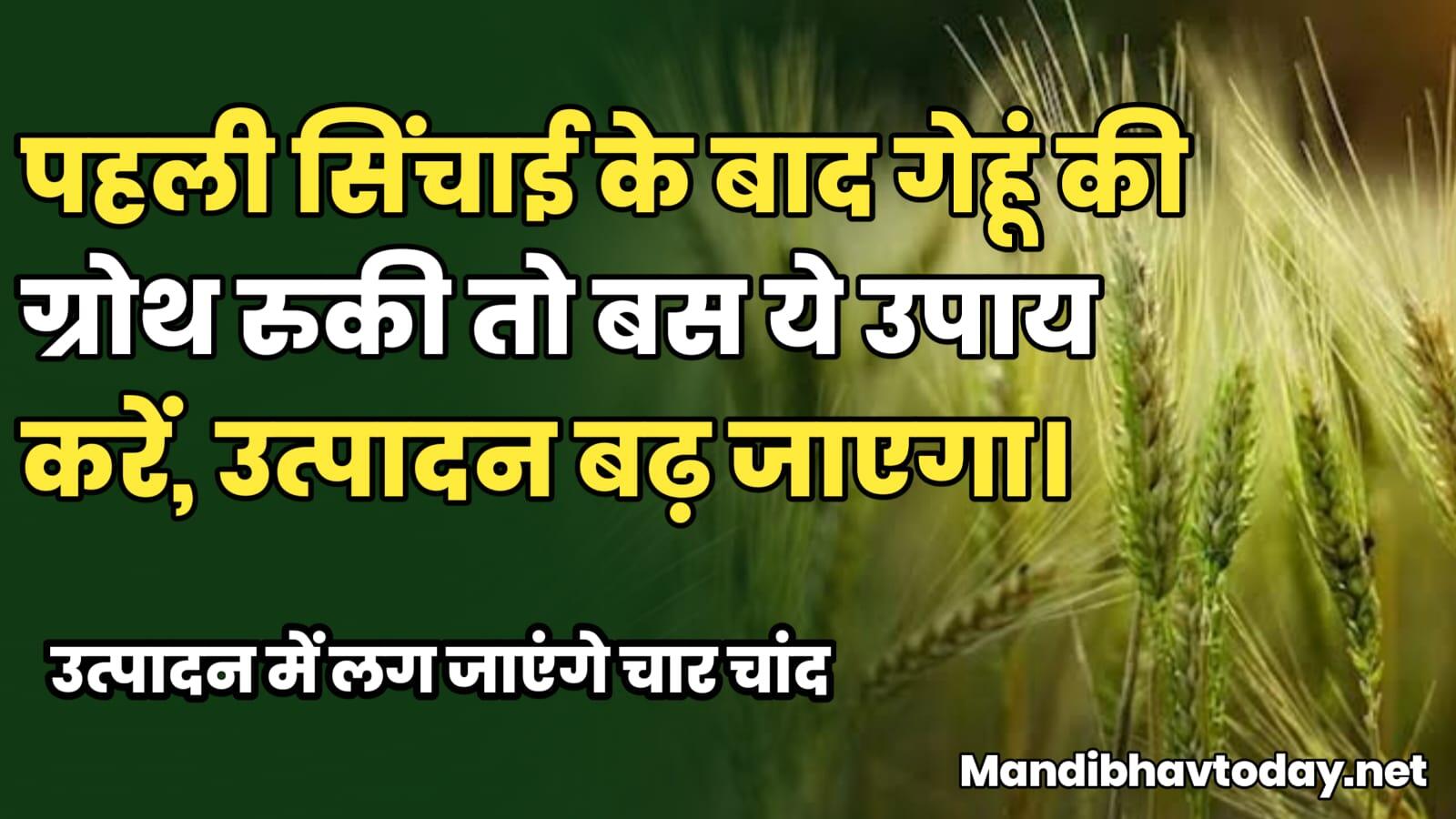 पहली सिंचाई के बाद गेहूं की ग्रोथ रुकी तो बस ये उपाय करें ,उत्पादन बढ़ जायेगा | उत्पादन में लग जाएंगे चार चांद