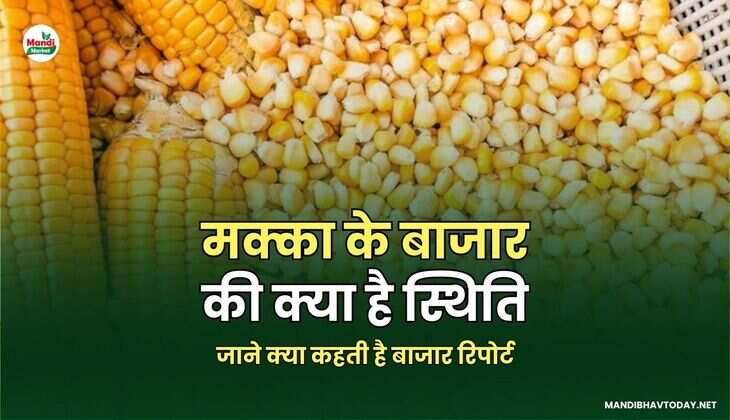 मक्का के बाजार की क्या है स्थिति | जाने क्या कहती है बाजार रिपोर्ट