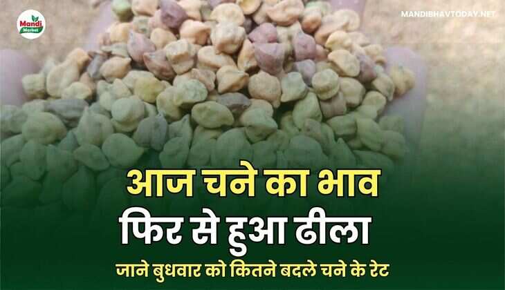 चने के रेट