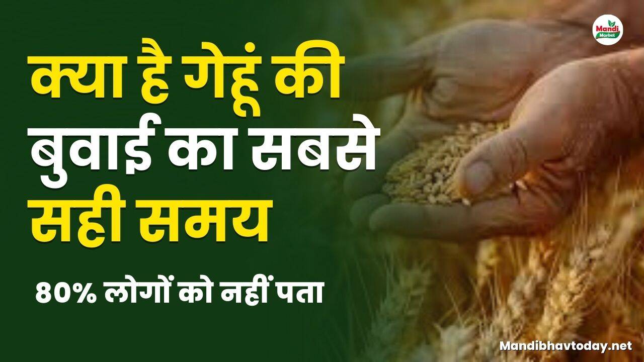 क्या है गेहूं की बुवाई का सबसे सही समय | 80% लोगों को नहीं पता
