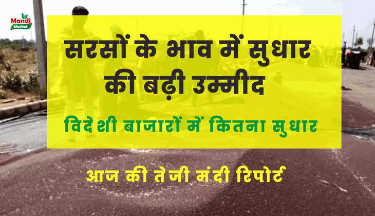 सरसों का भाव कब बढ़ेगा