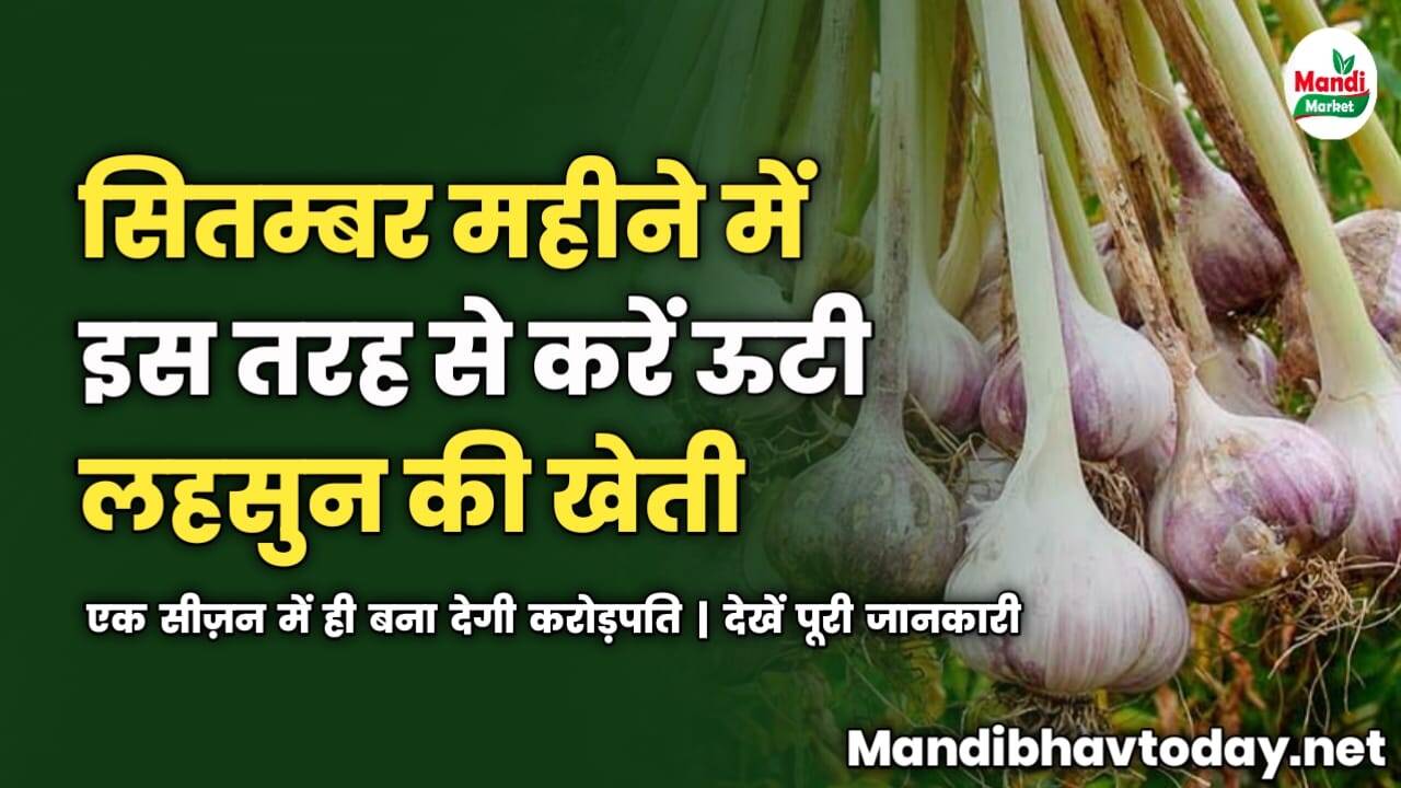सितम्बर महीने में इस तरह से करें ऊटी लहसुन की खेती | एक सीज़न में ही बना देगी करोड़पति | देखें पूरी जानकारी 