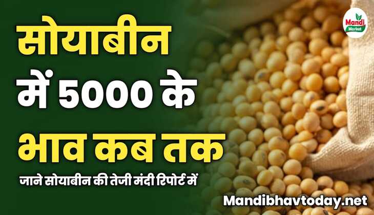 सोयाबीन में 5000 के भाव कब तक | जाने सोयाबीन की तेजी मंदी रिपोर्ट में