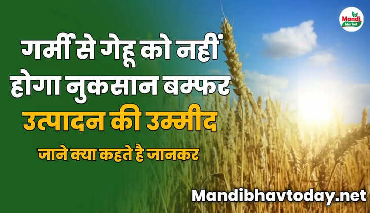 गर्मी से गेहू को नहीं होगा नुकसान | बम्फर उत्पादन की उम्मीद | जाने क्या कहते है जानकर 