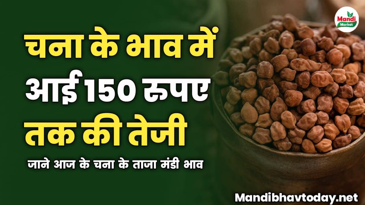 चना के भाव में आई 150 रुपए तक की तेजी | जाने आज के चना के ताजा मंडी भाव