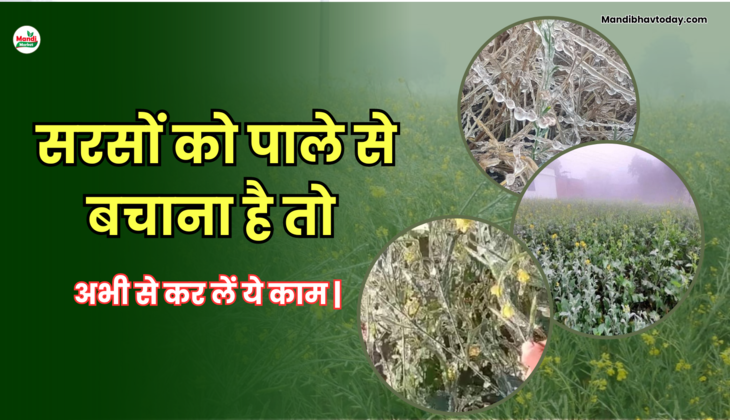 सरसों को पाले से बचाना है तो अभी से कर लें ये काम | ठण्ड के मौसम में सरसों किसानों के लिए जरूरी है ये रिपोर्ट