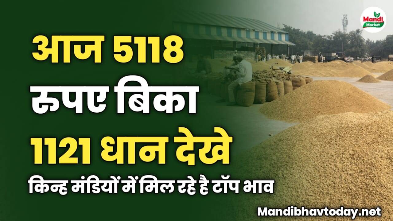 आज 5118 रुपए बिका 1121 धान | देखे किन्ह मंडियों में मिल रहे है टॉप भाव