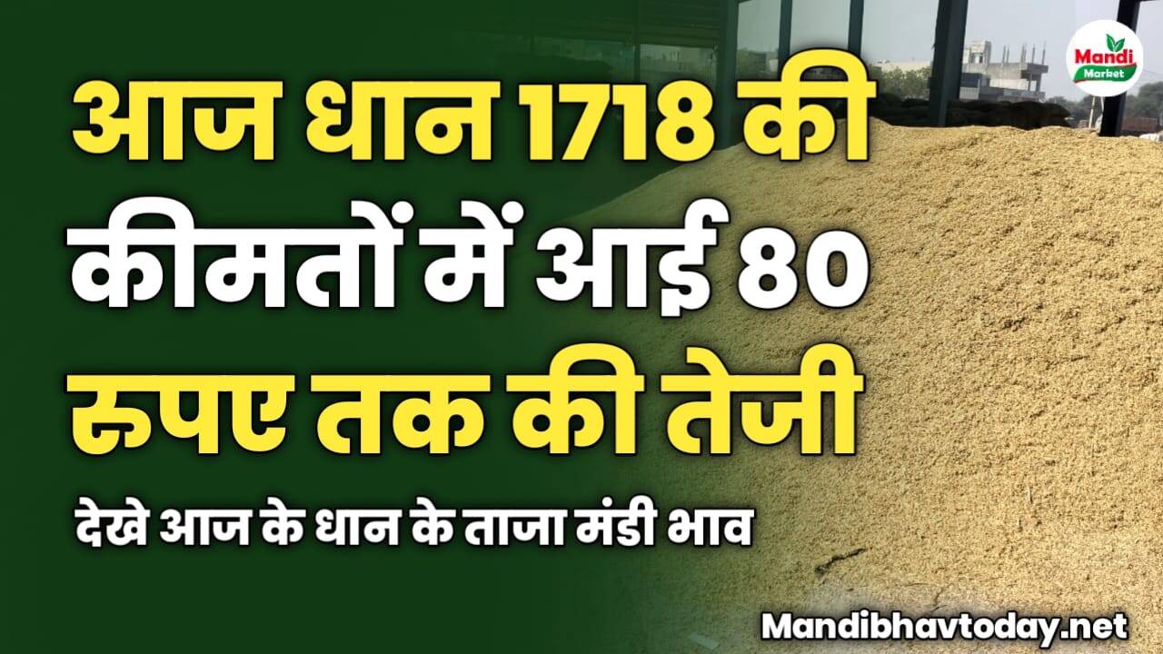 आज धान 1718 की कीमतों में आई 80 रुपए तक की तेजी | देखे आज के धान के ताजा मंडी भाव