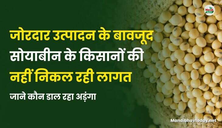 जोरदार उत्पादन के बावजूद सोयाबीन के किसानों की नहीं निकल रही लागत | जाने कौन डाल रहा अड़ंगा