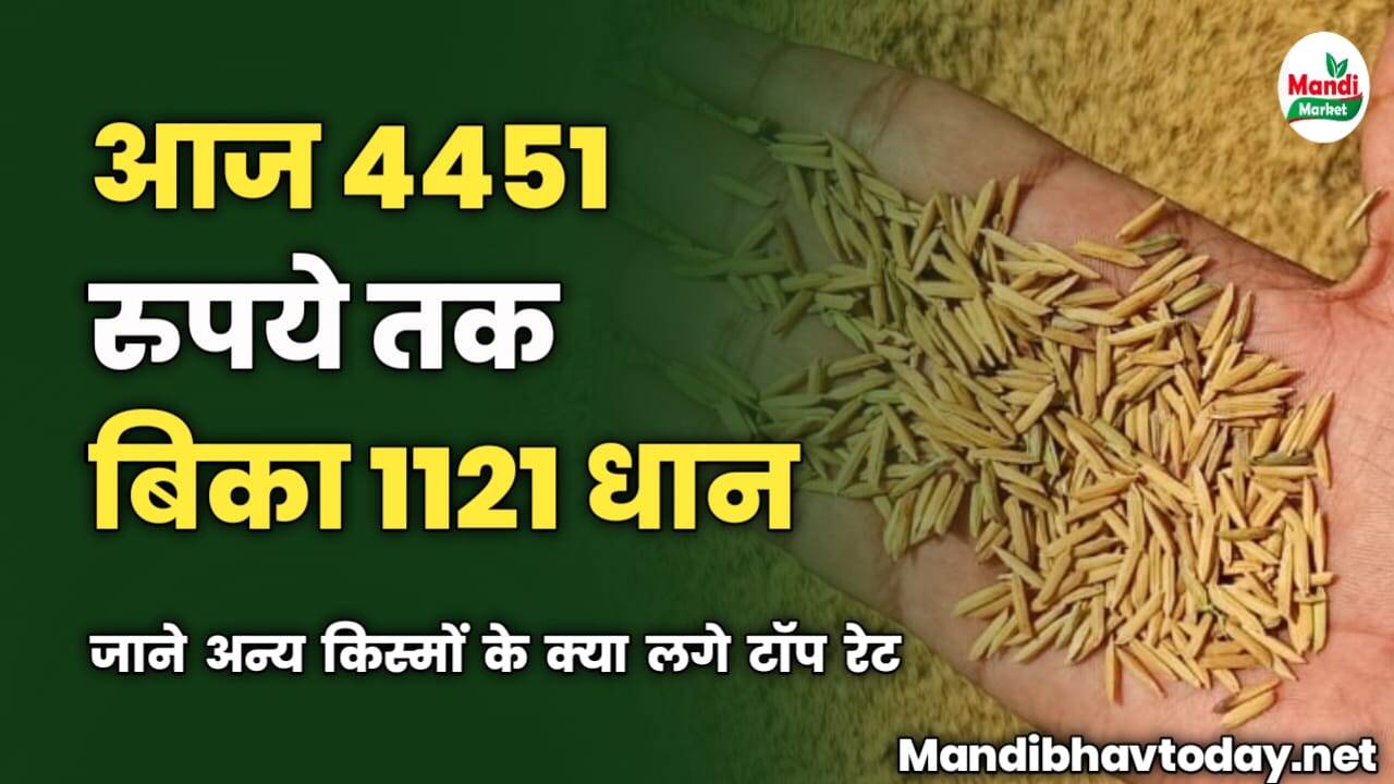 आज 4451 रुपये तक बिका 1121 धान | जाने अन्य किस्मों के क्या लगे टॉप रेट | मंडी वाइज़ धान के रेट