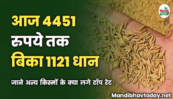 आज 4451 रुपये तक बिका 1121 धान | जाने अन्य किस्मों के क्या लगे टॉप रेट | मंडी वाइज़ धान के रेट