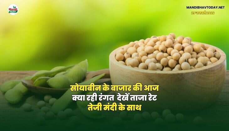 सोयाबीन के बाजार की आज क्या रही रंगत | देखें ताजा रेट तेजी मंदी के साथ