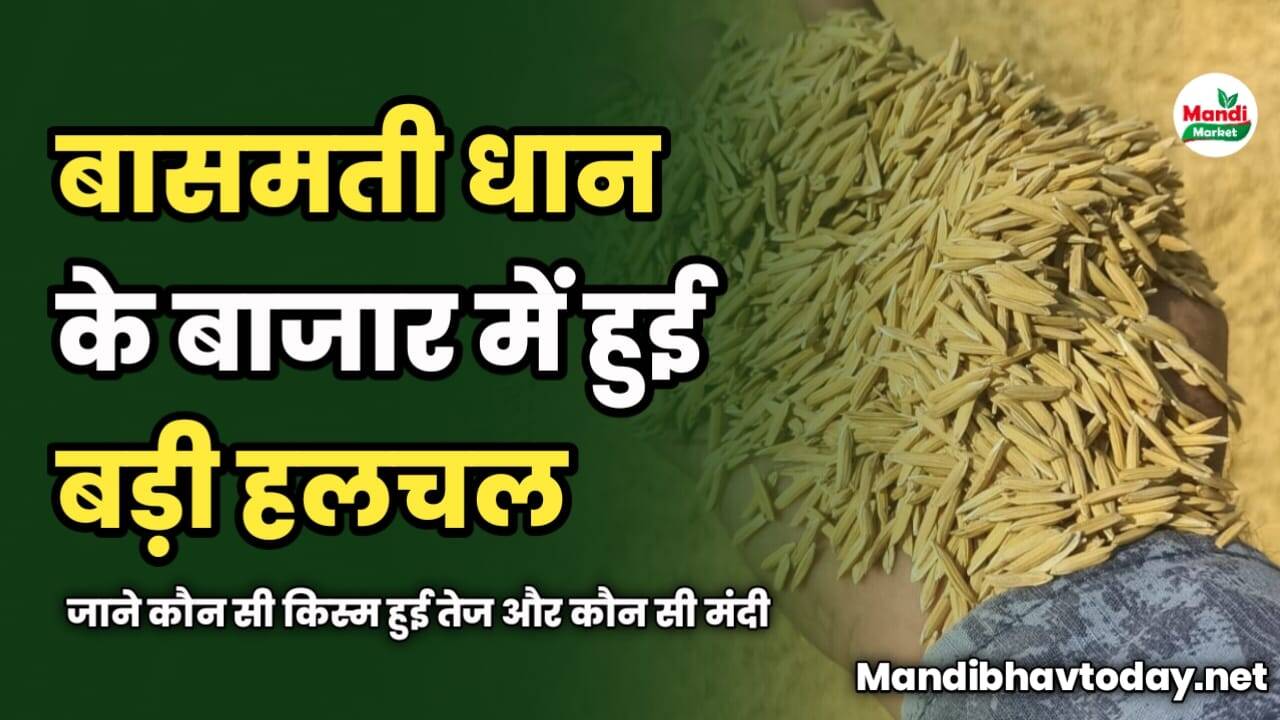 बासमती धान के बाजार में हुई बड़ी हलचल | जाने कौन सी किस्म हुई तेज और कौन सी रही मंदी