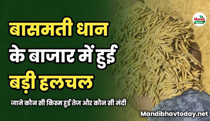 बासमती धान के बाजार में हुई बड़ी हलचल | जाने कौन सी किस्म हुई तेज और कौन सी रही मंदी 