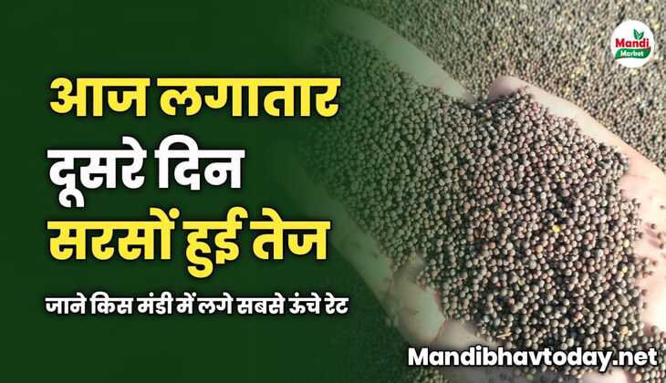 लगातार दूसरे दिन सरसों हुई तेज | जाने किस मंडी में लगे सबसे ऊंचे रेट