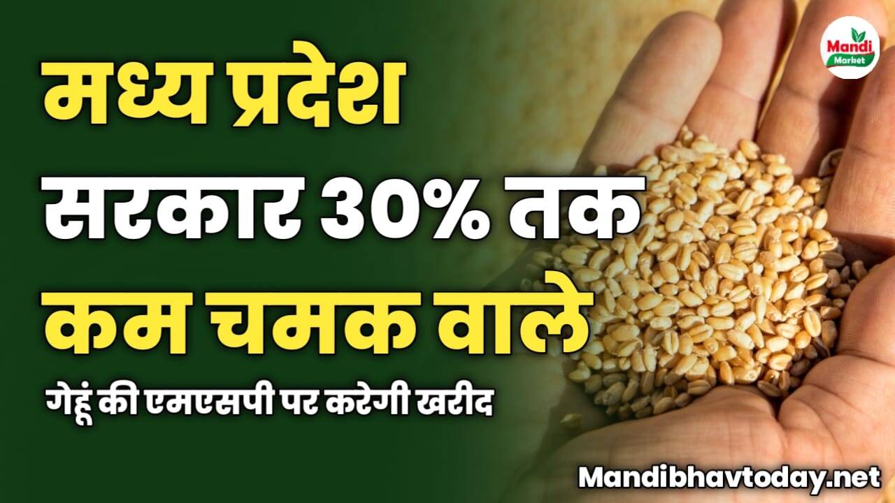 मध्य प्रदेश सरकार 30% तक कम चमक वाले गेहूं की एमएसपी पर करेगी खरीद | जाने पूरी जानकारी इस रिपोर्ट में