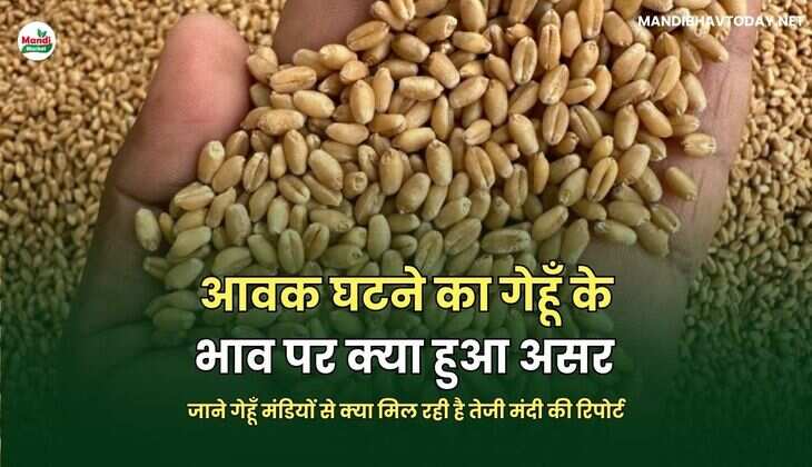 जाने गेहूँ मंडियों से क्या मिल रही है तेजी मंदी की रिपोर्ट