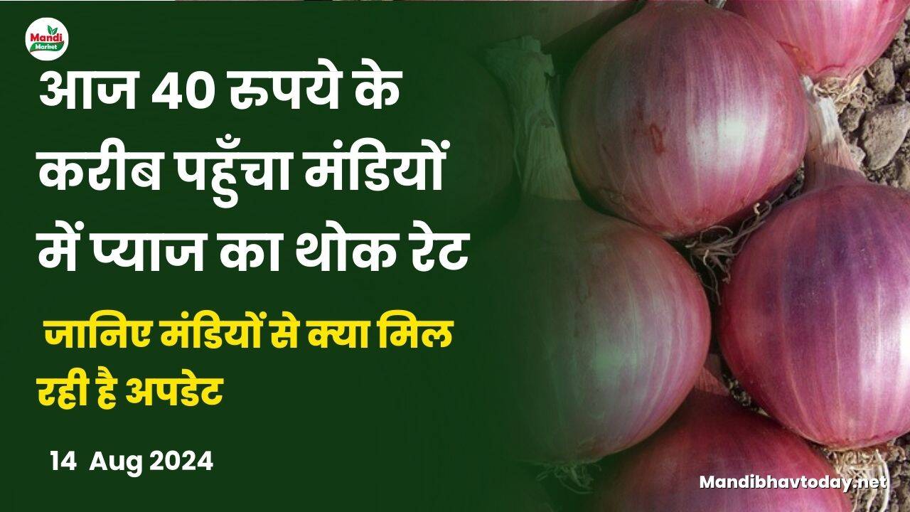 आज 40 रुपये के करीब पहुँचा मंडियों में प्याज का थोक रेट | जानिए मंडियों से क्या मिल रही है अपडेट